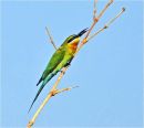Blue-tailed Bee-eater